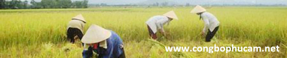 Công Bố Phúc Âm